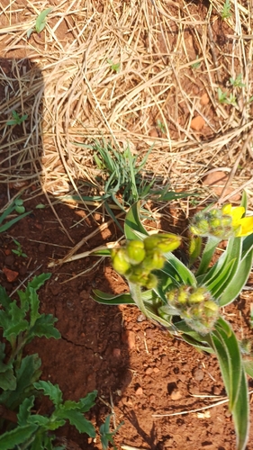 Hypoxis hemerocallidea, photograph 5