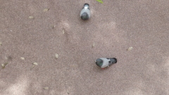 Columba livia