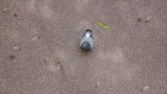 Columba livia