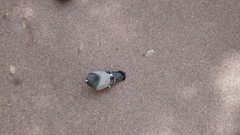 Columba livia