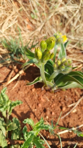 Hypoxis hemerocallidea, photograph 6