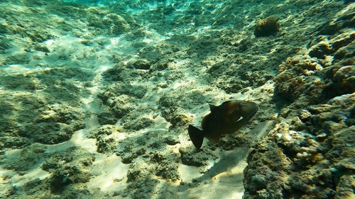 Bridled Triggerfish