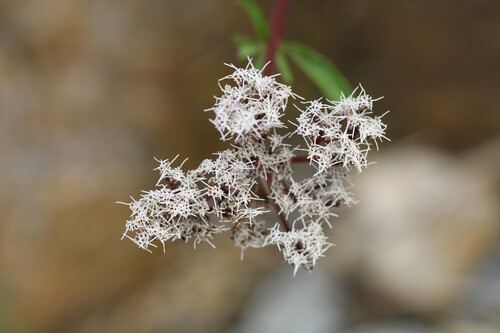 Eupatorium lindleyanum observed 2026-09-25