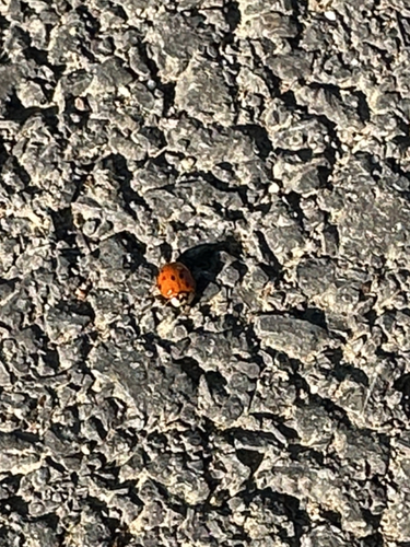Asian Lady Beetle