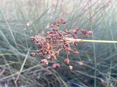 Juncus acutus