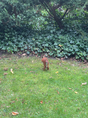 Eurasian Red Squirrel