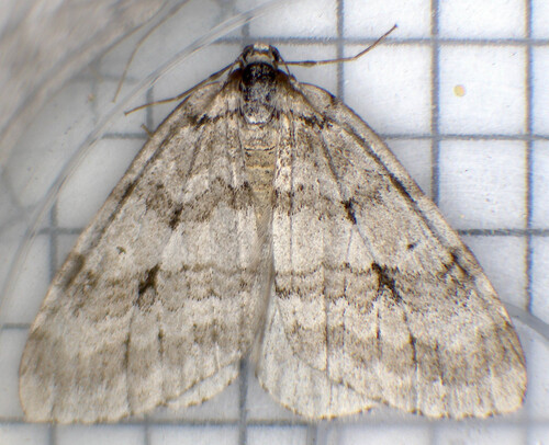 Autumnal Moth