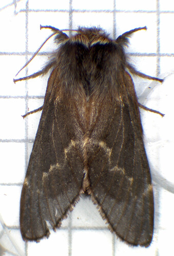 December Moth