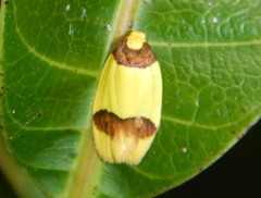 Heterallactis euchrysa