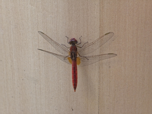 Broad Scarlet