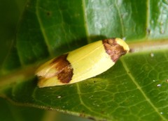 Heterallactis euchrysa