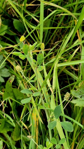 Medicago lupulina, photograph 2