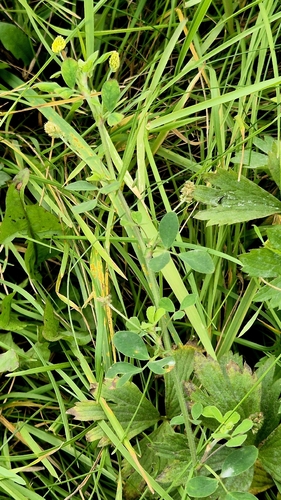 Medicago lupulina, photograph 3