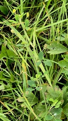 Medicago lupulina, photograph (c) Анна Митрошенкова, some rights reserved (CC BY)