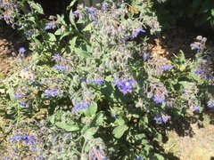 Borago officinalis