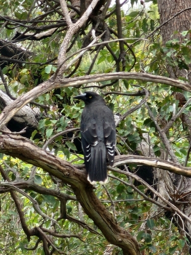 Grey Currawong