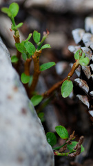 Vaccinium scoparium