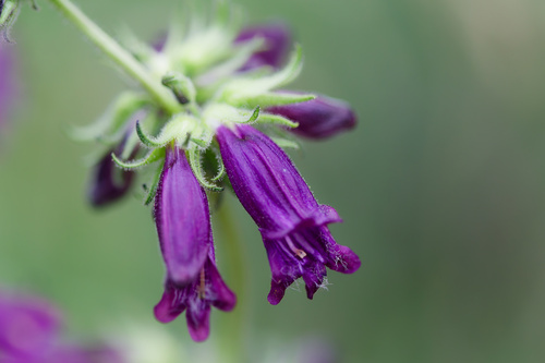 Penstemon whippleanus
