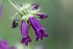 Penstemon whippleanus