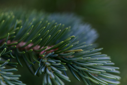 Abies lasiocarpa, photograph 2