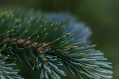 Abies lasiocarpa, photograph (c) Daughter Dad, some rights reserved (CC BY)