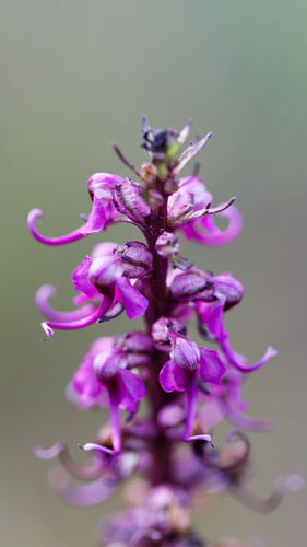 Pedicularis groenlandica