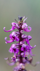 Pedicularis groenlandica
