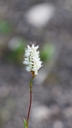 Bistorta bistortoides, photograph 1