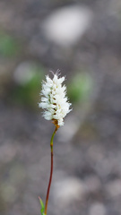 Bistorta bistortoides