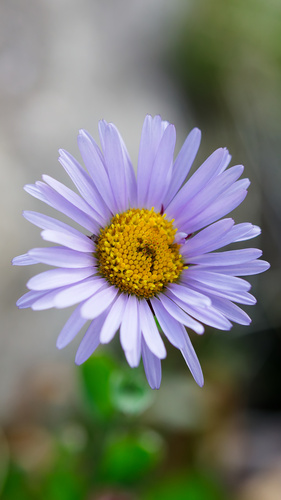 Erigeron glacialis, photograph 1