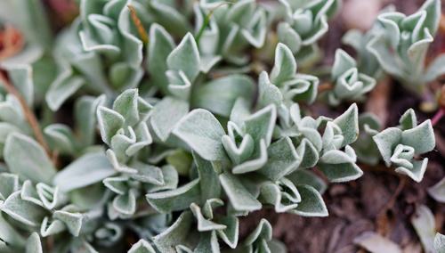 Antennaria parvifolia, photograph 1