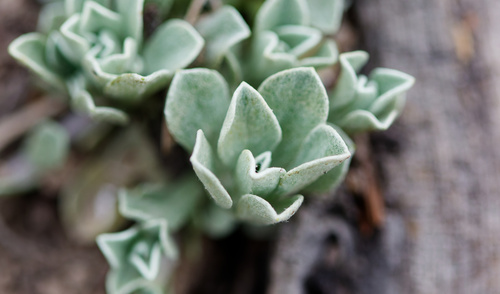 Antennaria parvifolia