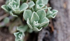 Antennaria parvifolia