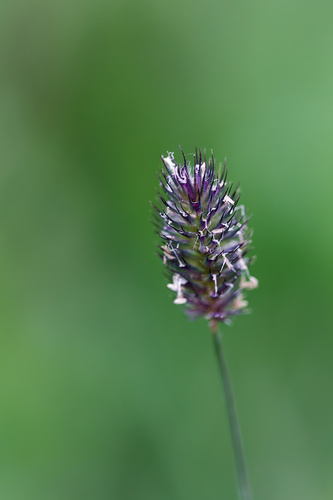Phleum alpinum, photograph 3