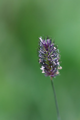 (c) Daughter Dad, some rights reserved (CC BY) Phleum alpinum, photograph (c) Daughter Dad, some rights reserved (CC BY)
