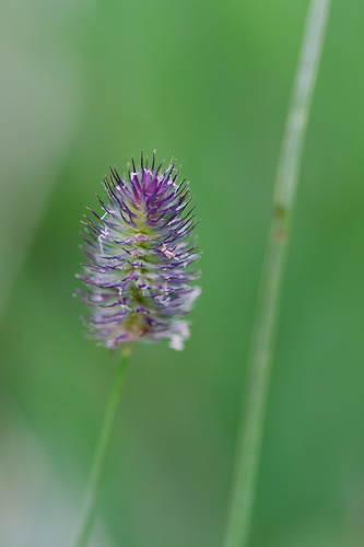 Phleum alpinum, photograph 2