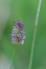 (c) Daughter Dad, some rights reserved (CC BY) Phleum alpinum, photograph (c) Daughter Dad, some rights reserved (CC BY)