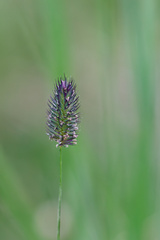 Phleum alpinum