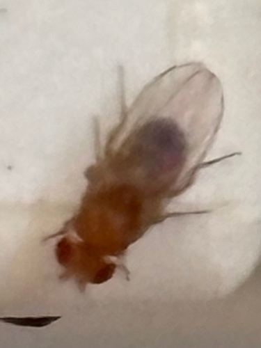 Common Fruit Fly