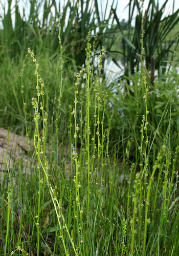 Triglochin palustris iNat (1)