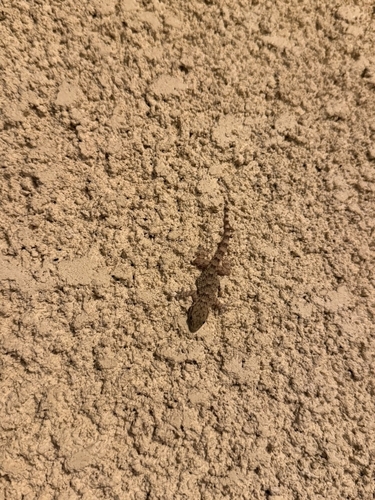 Moorish Gecko