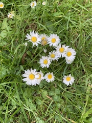 Bellis perennis