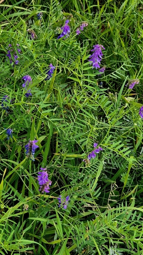 Vicia cracca, photograph 6