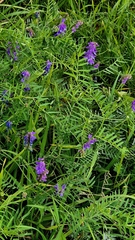 Vicia cracca, photograph (c) Анна Митрошенкова, some rights reserved (CC BY)