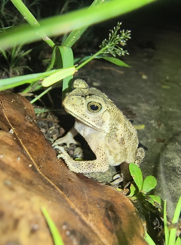 Asian Common Toad