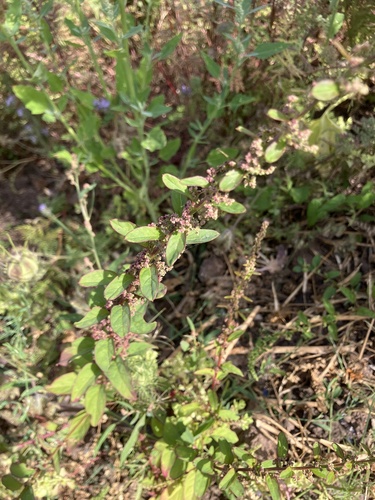 Lipandra polysperma