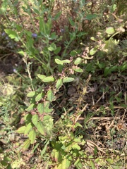 Lipandra polysperma, photograph author not stated, no rights reserved
