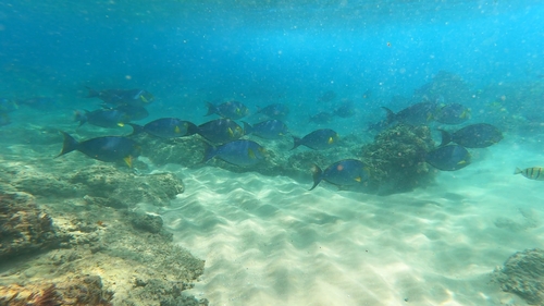Yellowfin Surgeonfish