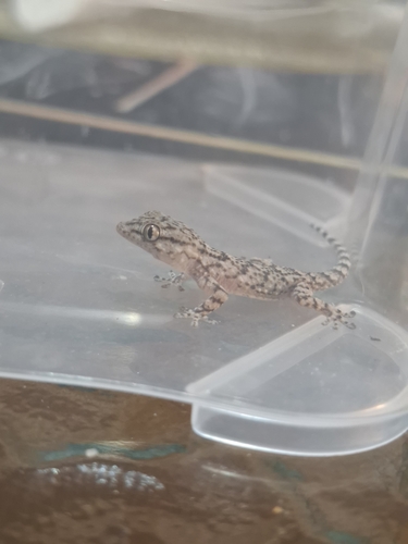 Moorish Gecko