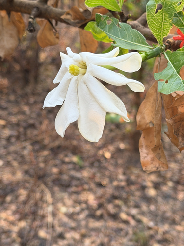 Gardenia ternifolia (Gardenia ternifolia)